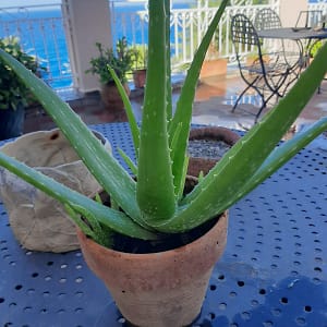 Aloe Vera