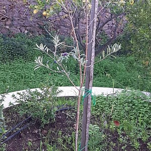 Pianta Ulivo Bianco